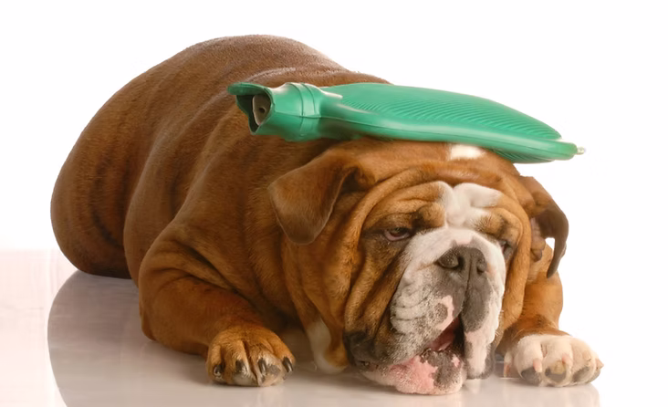 ER vs urgent care vs regular vet guide